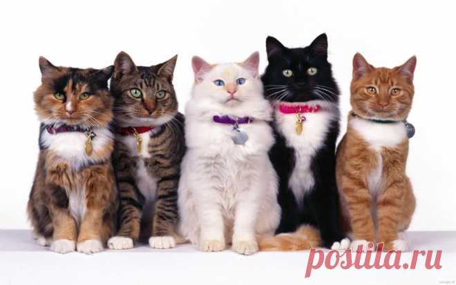 Как они это делают: кошки, которые лечат людей