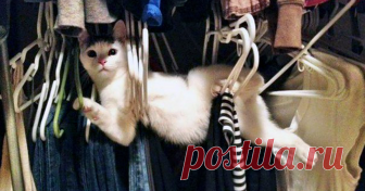 10 кошек, которые немножко нелогичны Иногда кошки ведут себя крайне странно. Например, засыпают в необычных позах, пугаются своего отражения в зеркале, набегу влетают в комнаты. Все это вызывает бесконечное умиление. Мы решили поделиться с вами...