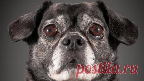 Старый верный друг: портреты пожилых любимцев | Фотография | Фотография