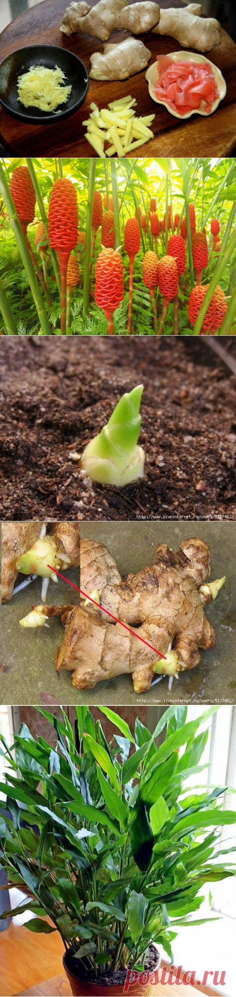 Хотите вырастить имбирь дома?