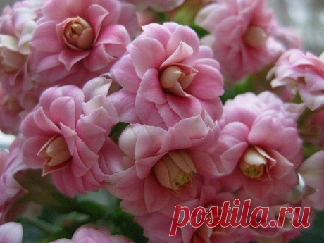 Неприхотливые растения для Вашего дома — 6 соток