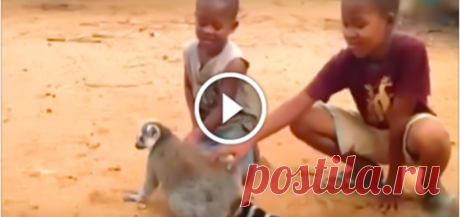 Мальчики гладят лемура. То, что сделает животное далее… Внимание на 0:20