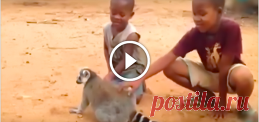 Мальчики гладят лемура. То, что сделает животное далее… Внимание на 0:20