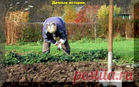 Очень важные осенние работы в саду: побелка, посадка деревьев, советы по выбору саженцев  Осенние работы в саду начинаются с момента, когда опадут все листья и установится стабильная тёплая погода.
Но перед этим нужно провести ряд подготовительных работ.
А именно: побелить деревья, посадить малину и смородину, проредить клубнику, убрать сорняки, пригибание малины и пр. Что касается деревьев, то им тоже требуется уход
Подготовка к зиме в саду
