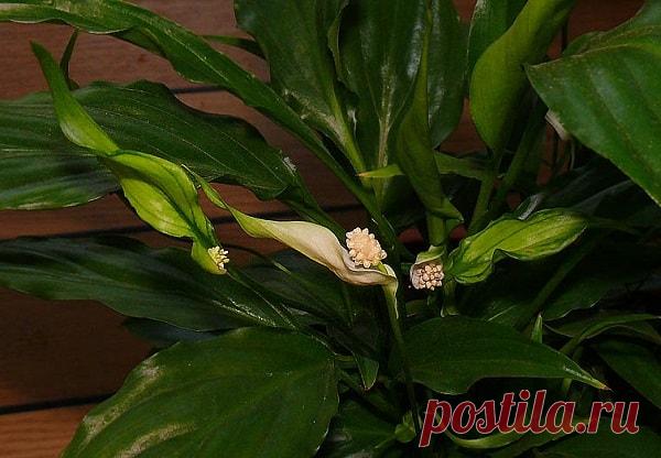 Чем подкормить Спатифиллум чтобы цвел — график внесения удобрений