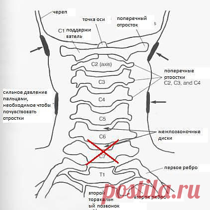 Упражнения для позвоночника. комплекс. упражнения. картинки.