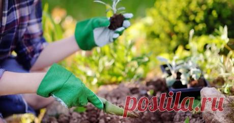 10 вредных садово-огородных мифов, которым мы верим Так ли безопасны принципы органического земледелия? Стоит ли вносить удобрения под посадку? Как все-таки улучшить структуру почвы? Отвечаем на эти вопросы без предрассудков!