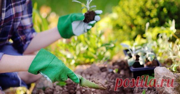 10 вредных садово-огородных мифов, которым мы верим Так ли безопасны принципы органического земледелия? Стоит ли вносить удобрения под посадку? Как все-таки улучшить структуру почвы? Отвечаем на эти вопросы без предрассудков!