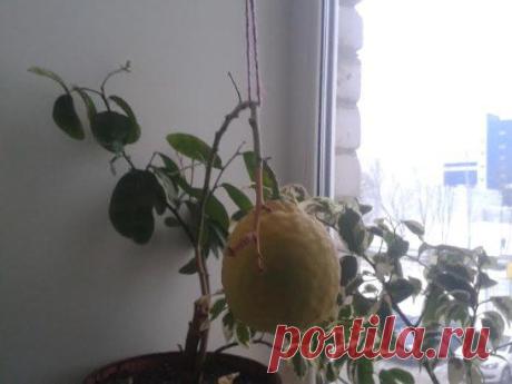 https://vologda.sp-zakupka.ru/