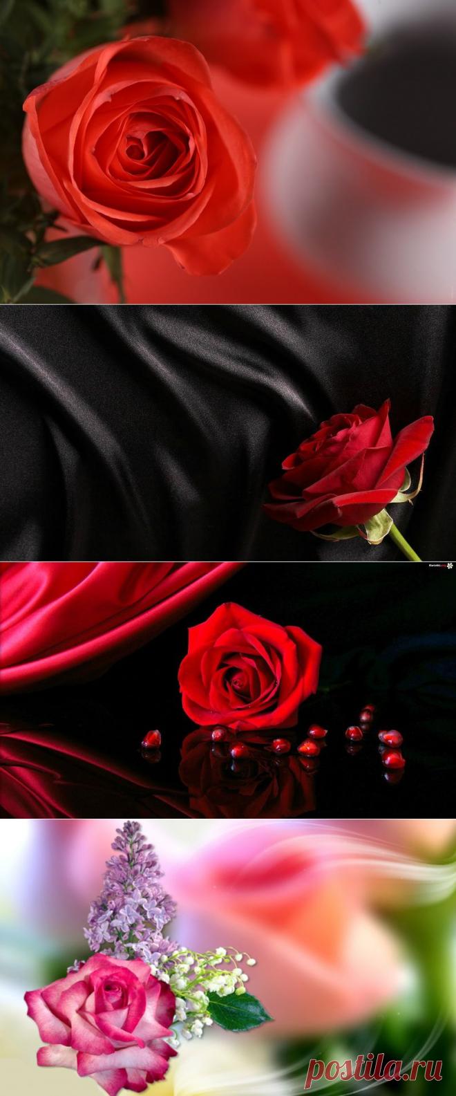 Обои для рабочего стола./Розы