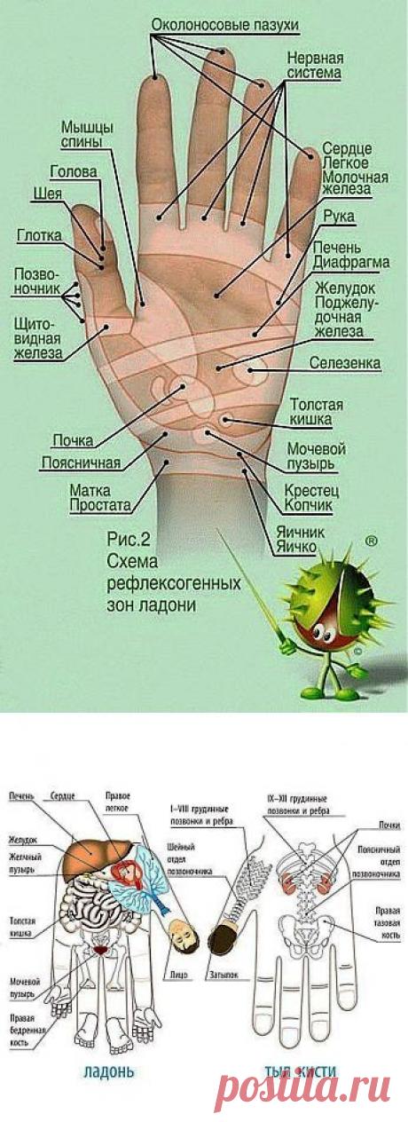 Тайная сила… мизинца. Влиятельный указательный.