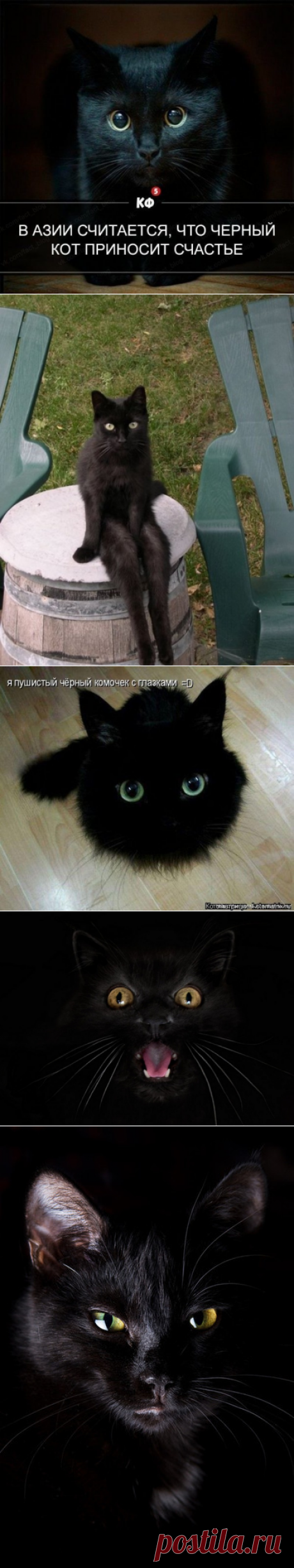 Черные коты!!!
