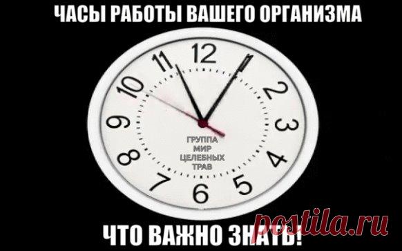 Биологические часы организма