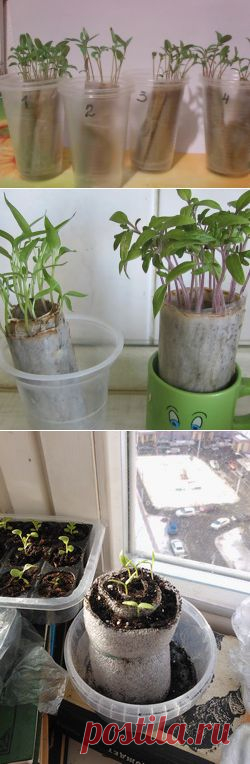 Проращивание рассады «в пелёнках»