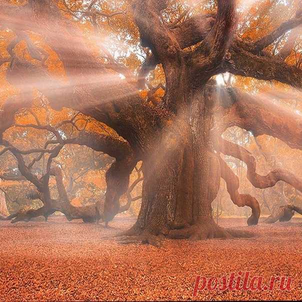500-летний дуб ангелов в лучах осеннего солнца.
Снимок из парка Angel Oak Park