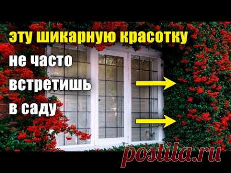 Уникальное растение для сада, живой изгороди, ниваки, привлечения птиц. Эффектная пираканта.
