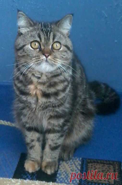 (99) Одноклассники