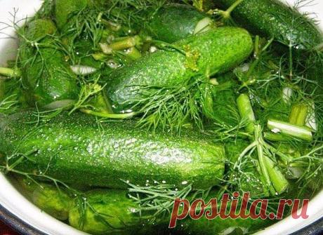 Малосольные огурцы: 5 лучших рецептов | Печем и варим