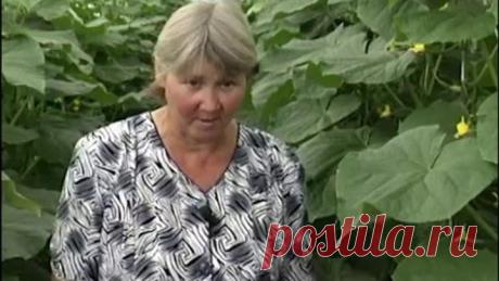 Слово агроному об огурцах