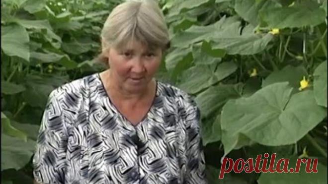 Слово агроному об огурцах