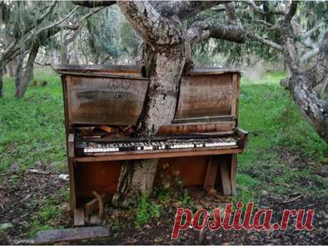 (34) Dimon Zodiak Lysak