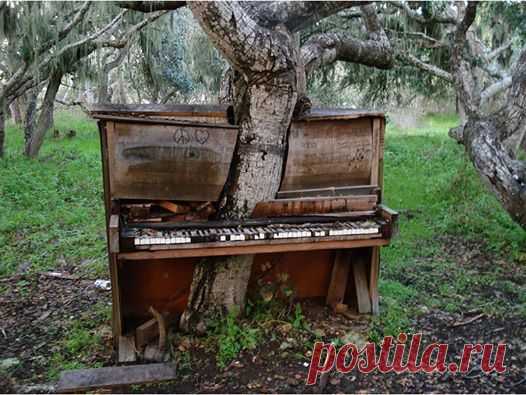 (34) Dimon Zodiak Lysak