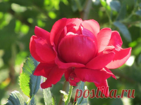 Грошики фантазий: Роза красная.