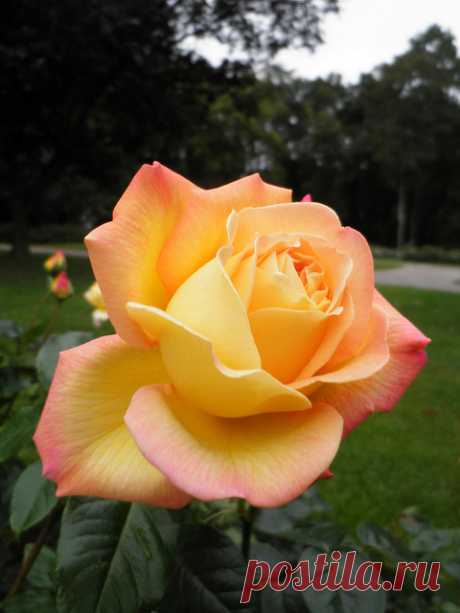Rosa `Peace` | Flickr - Photo Sharing!