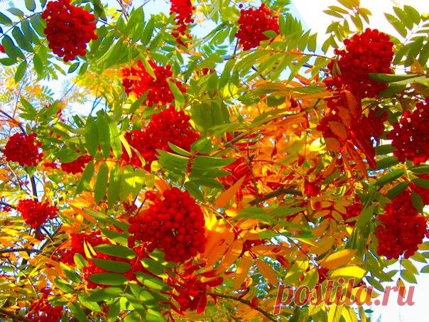 Осень.Самые полезные ягоды. И этим абсолютно необходимо воспользоваться.