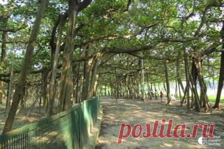 Великий баньян  Великий баньян — дерево с самой большой в мире площадью кроны. Находится в Индийском ботаническом cаду в Хауре.Великий баньян представляет собой Фикус бенгальский (лат. Fícus benghalénsis) семейства Тутовые, плоды небольшие и несъедобные, при созревании красного цвета.Возраст Великого...