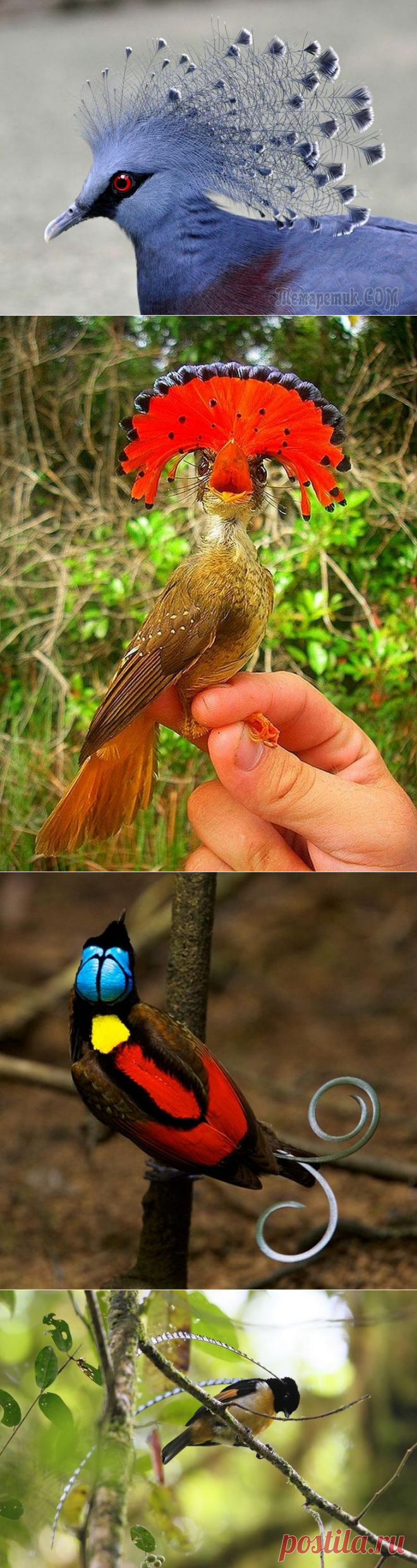 Птицы, которые вызывают неподдельное восхищение