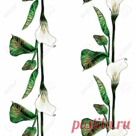 Patrón Transparente Con Imagen De Rayas De Plantas Calla Con Capullos Y Hojas, Ilustración De Color De Gráficos Vectoriales De Boceto Sobre Fondo Blanco Ilustraciones Vectoriales, Clip Art Vectorizado Libre De Derechos. Image 137334646.