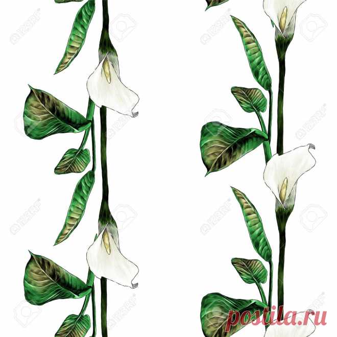 Patrón Transparente Con Imagen De Rayas De Plantas Calla Con Capullos Y Hojas, Ilustración De Color De Gráficos Vectoriales De Boceto Sobre Fondo Blanco Ilustraciones Vectoriales, Clip Art Vectorizado Libre De Derechos. Image 137334646.
