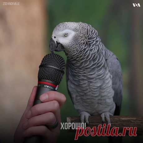 (60) Марта Ревс - Марта Ревс поделилась видео Голос Америки.