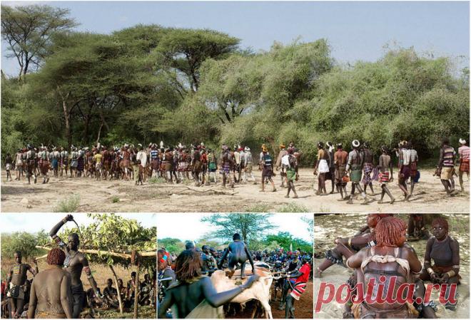 Жестокие обряды Эфиопских племен | Чёрт побери Женщин из племени Хамар бьют хлыстом во время жестокого обряда Ukuli Bula, чтобы показать на какие жертвы они идут для мужчин. Члены племени Хамар в Эфиопии считают, что глубокие шрамы демонстрируют потенциал готовности женщины к семейной жизни, а если наступят трудные времена, они могут обратиться к тем, кто их бил за помощью. После этой церемонии девушка может выходить замуж.  Чтобы достичь зрелости, мальчики племени Хамар д...