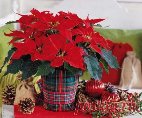 Пуансетия или рождественская звезда. Уход в домашних условиях