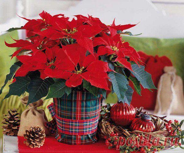 Пуансетия или рождественская звезда. Уход в домашних условиях