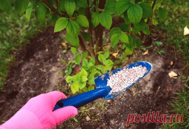 Какими удобрениями подкормить сад осенью и чем заправить грядки. Сроки и нормы внесения | 7 дач | Дзен