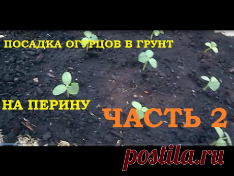 Посадка огурцов интересным способом.Часть 2. Промежуточные итоги.