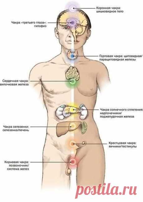 Связь чакр с органами и системами физического тела.