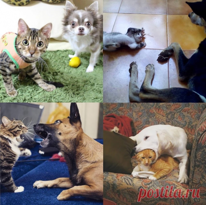 КотоПёс | VestiNewsRF.Ru