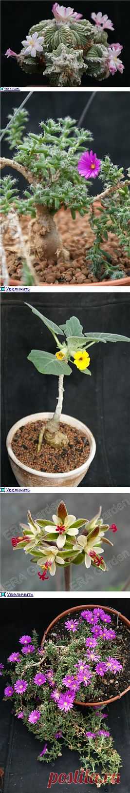 Forum Kwetki.ru > Коллекция суккулентов Центрального Сибирского Ботанического сада СО РАН