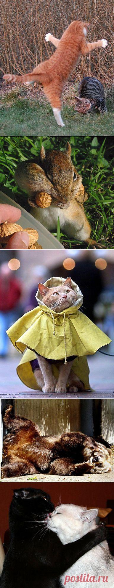 Животный мир