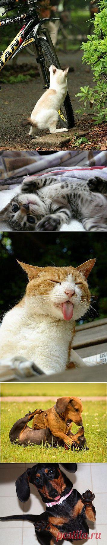 Животный мир