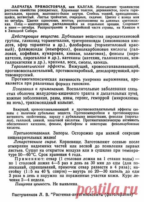 Лапчатка прямостоячая или калган