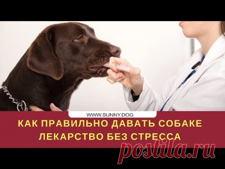 Как правильно давать собаке лекарство без стресса?