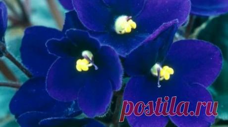 Красивые фото фиалок | Комнатные цветы и растения