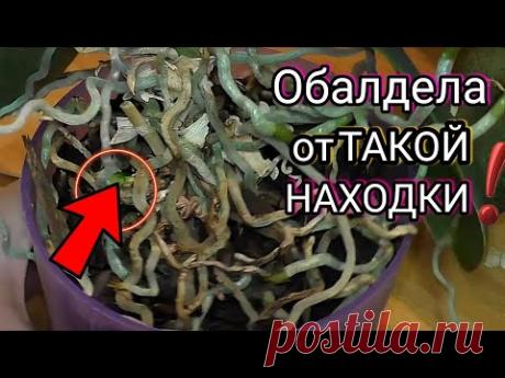 Невероятная НАХОДКА В ГОРШКЕ с орхидеей Разбираем шестую орхидею из коробки - YouTube