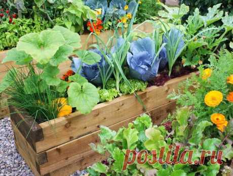 Овощная грядка в качестве декора-необычное решение. | Сад и огород мечты Ольги Езер | Яндекс Дзен