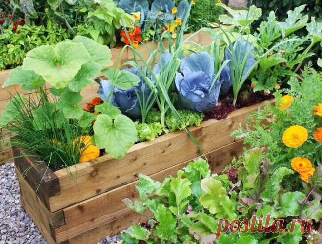 Овощная грядка в качестве декора-необычное решение. | Сад и огород мечты Ольги Езер | Яндекс Дзен